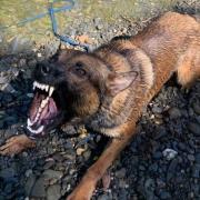 Police dog Arlo catches burglar in the bathroom of a house Picture: Cheshire Police