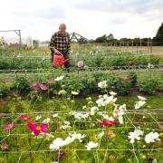 A flower farming event will take place on Saturday, September 24 in Thelwall