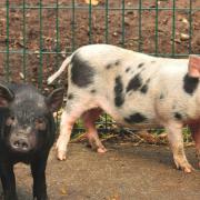 Walton Hall and Gardens have launched a competition to name their two new piglets (Credit: Darren Moston)