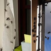 Culcheth residents are furious at the number of flies in the area