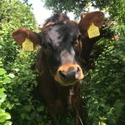 Meet the Warrington farmer with some of the happiest cows in the UK
