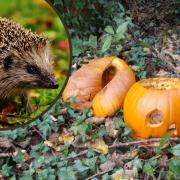 A conservation charity is warning of the dangers posed to wildlife by the dumping of pumpkins in woodland areas