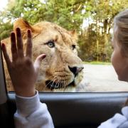 Knowsley Safari Park has announced a selection of 'last minute' gifts, perfect for Christmastime