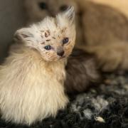 A total of 21 cats and kittens have been removed from a breeder in Warrington in just six months