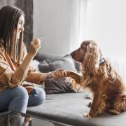 Dr Ciara Clark has rounded up seven of the most common dog myths and has revealed whether there’s actually any truth behind them.