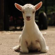 Walton Children's Zoo welcomed the arrival of three baby goats this month