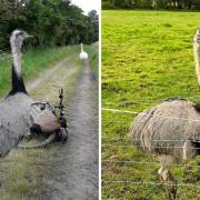 Two 6ft 'ostrich-type' birds attacked a cyclist as he travelled through Thelwall