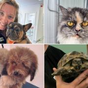 Warrington's Best for Pets 2023: Which of these top ten places will get your vote this week?