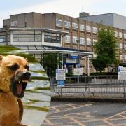 A record number of dog bites were treated in Warrington Hospital last year