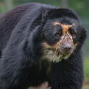 New male andean bear 'Obe' arrives at Chester Zoo to help save his species.