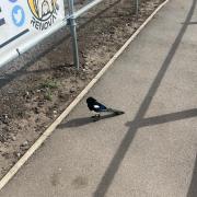 Murcar the magpie has been causing a stir between residents in Great Sankey this week