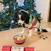 Monty was treated to a Christmas dinner at St Ann's Primary in Orford