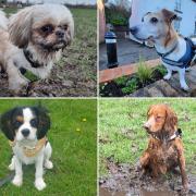 Photos of your four-legged friends enjoying a Warrington dog walk