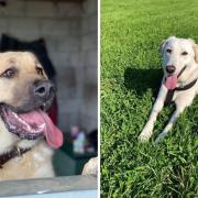 These two dogs in rescue have been looking for their forever home since 2021