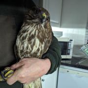 A buzzard rescued from the M6 has been released back into the wild