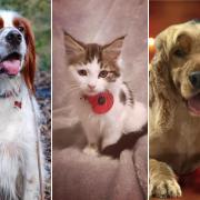 Your favourite photos on National Love Your Pet Day