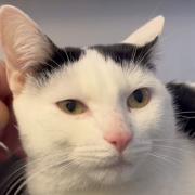 Patch the cat is looking for his forever home