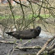 Seal spotted on the bank of Rivers Edge housing complex