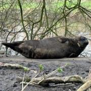 Seal found on river bed at Rivers Edge housing estate