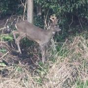 Deer sighted on railway tracks in Warrington