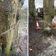 Damage has been caused to a mature lime tree
