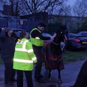Multiple horses had to be captured on major road in Winwick