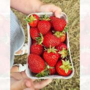 Strawberries at Kenyon Hall Farm