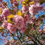Blossom in Warrington