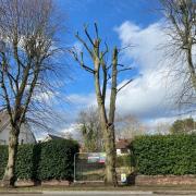 The tree in question on Grantham Avenue in Walton