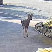 Another deer sighting has been reported in Great Sankey