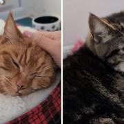 Leo and Ella are looking for a loving home