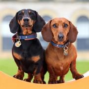 Dogs at Goodwoof 2024 at the Goodwood Estate in Chichester (Matt Alexander Media Assignments/PA)