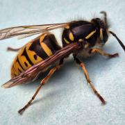 Aaran Wilson snapped what he says is this Asian hornet in the bathroom of his Padgate home