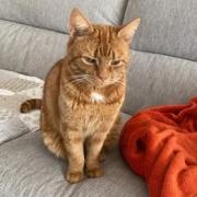 Appeal to find missing Great Sankey cat Ronnie