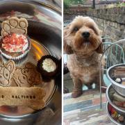 Popular Warrington pub introduces special afternoon tea for pooches