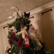 The cats who just can't resist trying to destroy Christmas trees