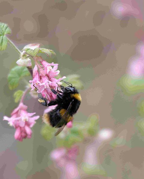 Warrington Guardian: Help to boost bee population at Wimborne