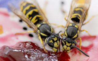 What to do when you're surrounded by wasps. Image by New Girl from Pixabay