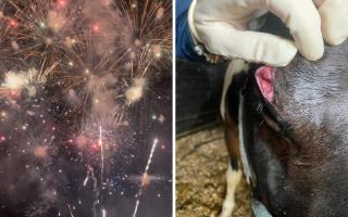 A horse was injured in Croft during fireworks displays on Bonfire Night