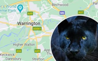 DNA evidence could lend credence to alleged big cat sightings across Warrington