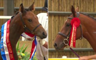 Tilly (left) and Suzie were top winners at British Breeding Futurity