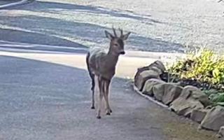 A deer was spotted running through a housing estate in Great Sankey
