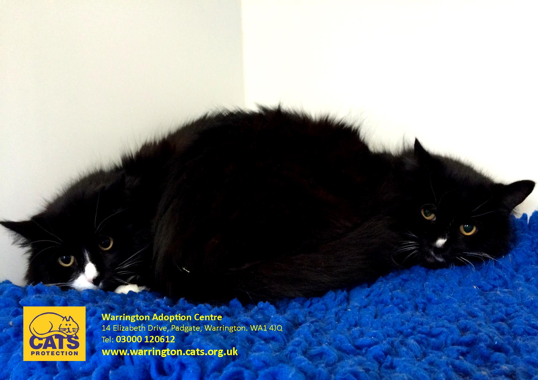 Can You Help Adoption Centre Seeks Home For Rare Fairytale Cat Warrington Guardian