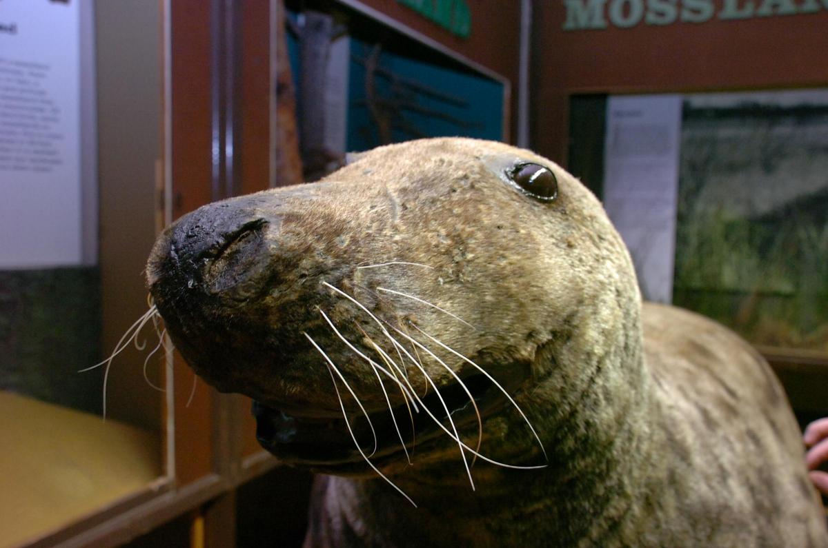 How a 104 stone seal ended up in museum | Warrington Guardian